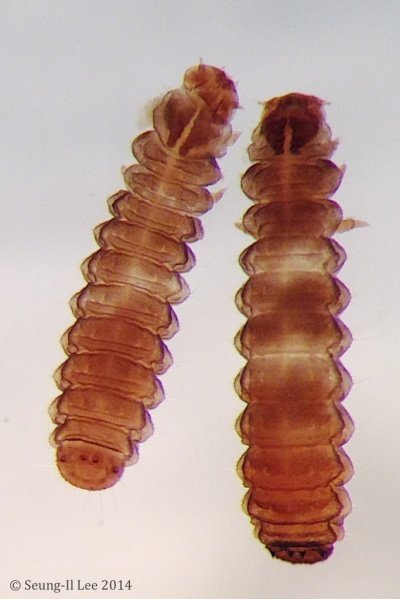 Coleoptera05_x1_CORYLOPHIDAE - 2013-09-30 at 20-18-23